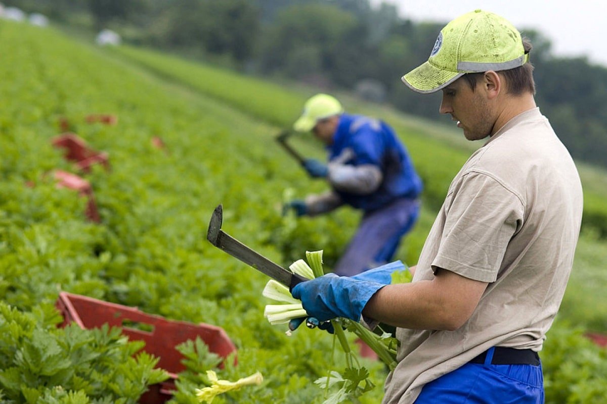 lucratori-romani-agricultura