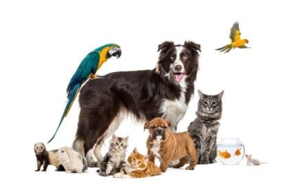 animale de companie