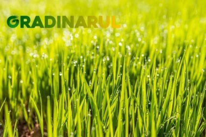 Ingrasamant profesional pentru gazon