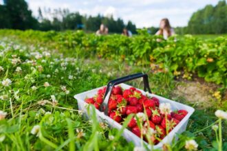 Cultivarea căpșunilor, plantare, îngrijire și fertilizare