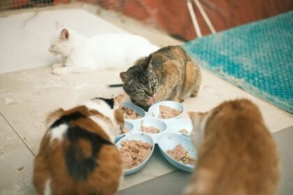 De ce preferă unele pisici mâncarea umedă în locul celei uscate