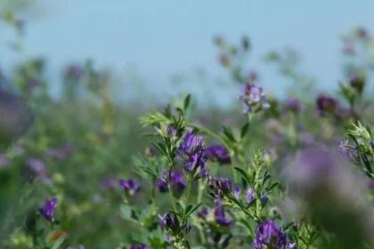 ce-este-pudra-de-alfalfa