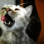 alimente-pe-care-nu-trebuie-s-le-dai-niciodat-prietenului-tu-necuvnttor