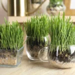 credine-populare-de-sfntul-andrei-cum-se-srbtorete-onomastica-potrivit-tradiiei-romneti