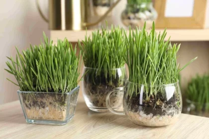 credine-populare-de-sfntul-andrei-cum-se-srbtorete-onomastica-potrivit-tradiiei-romneti