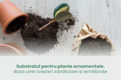 substratul-pentru-plante-ornamentale-baza-unei-creteri-sntoase-i-echilibrate