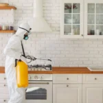 cum-s-previi-infestarea-cu-gndaci-de-buctrie-i-de-ce-s-apelezi-la-un-specialist