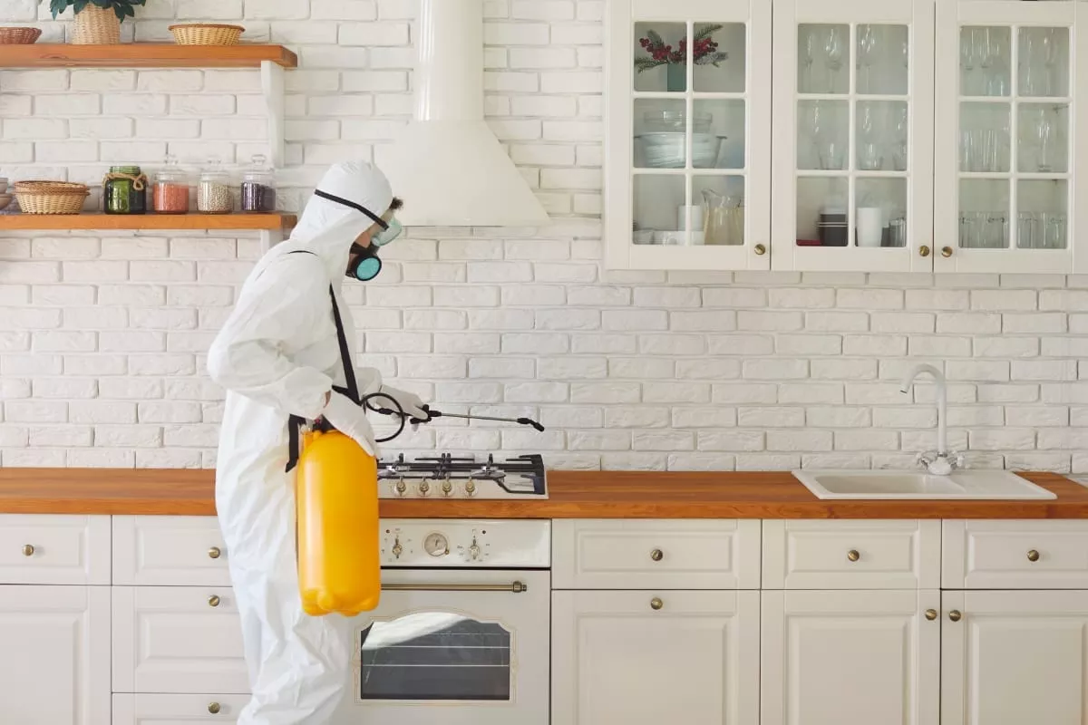 cum-s-previi-infestarea-cu-gndaci-de-buctrie-i-de-ce-s-apelezi-la-un-specialist