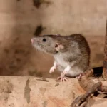 scap-de-obolani-alegerea-i-utilizarea-corect-a-raticidelor