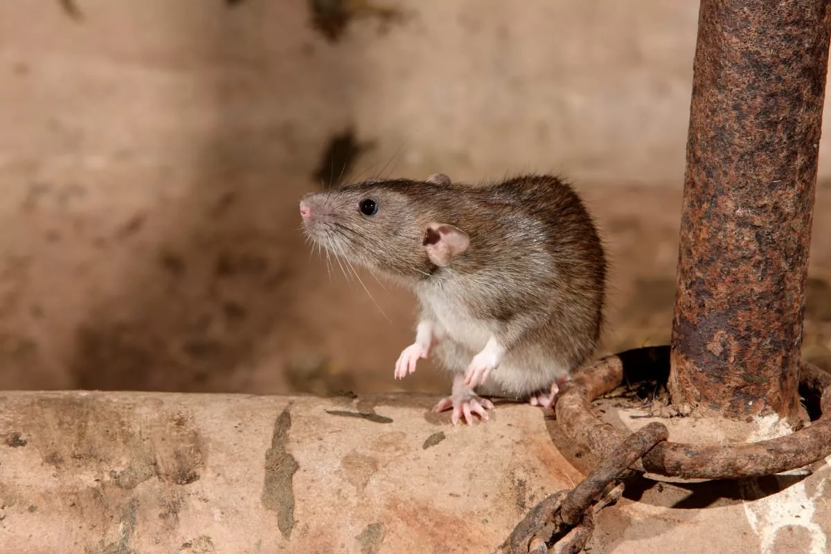 scap-de-obolani-alegerea-i-utilizarea-corect-a-raticidelor