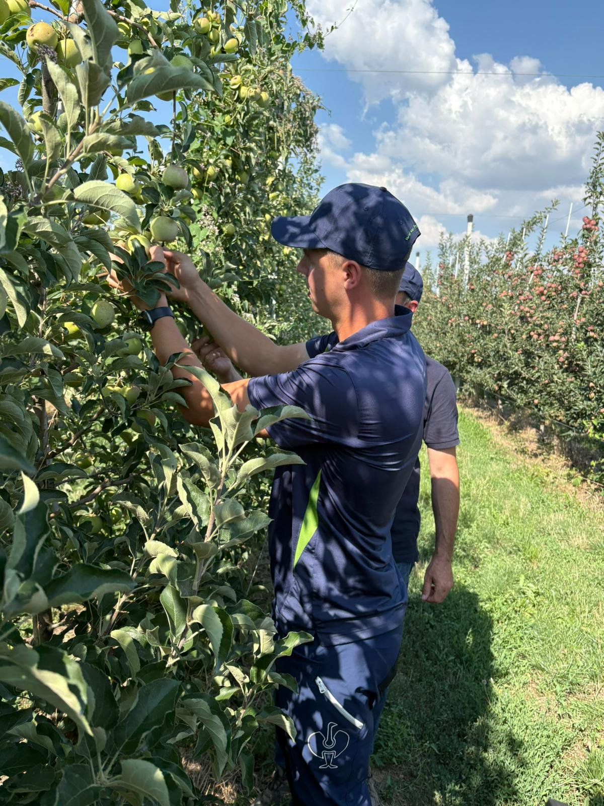 50% dintre fermele pomicole asigurate au avizat cel puțin un risc în 2025. Înghețul târziu de primăvară la cultura de măr va fi acoperit în portofoliu din 2026