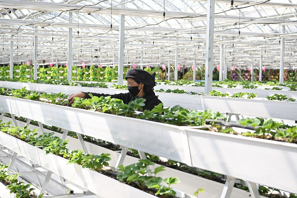 China va adopta măsuri pentru dezvoltarea agriculturii și a zonelor rurale