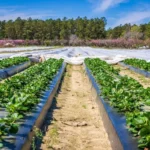 Top 5 moduri creative de a utiliza o motosapă în proiectele tale de grădinărit