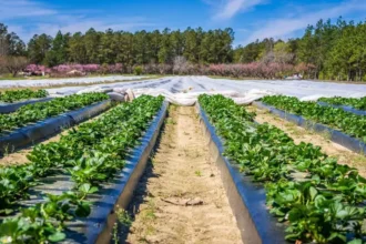 Top 5 moduri creative de a utiliza o motosapă în proiectele tale de grădinărit