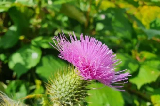 cum-ajut-silimarina-la-regenerarea-celulelor-hepatice-afectate