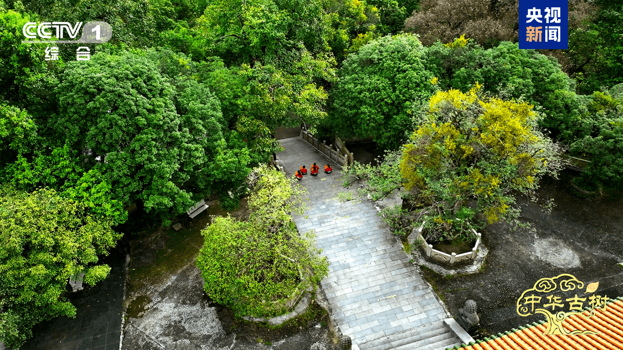 China – Ziua Împăduririi 2026
