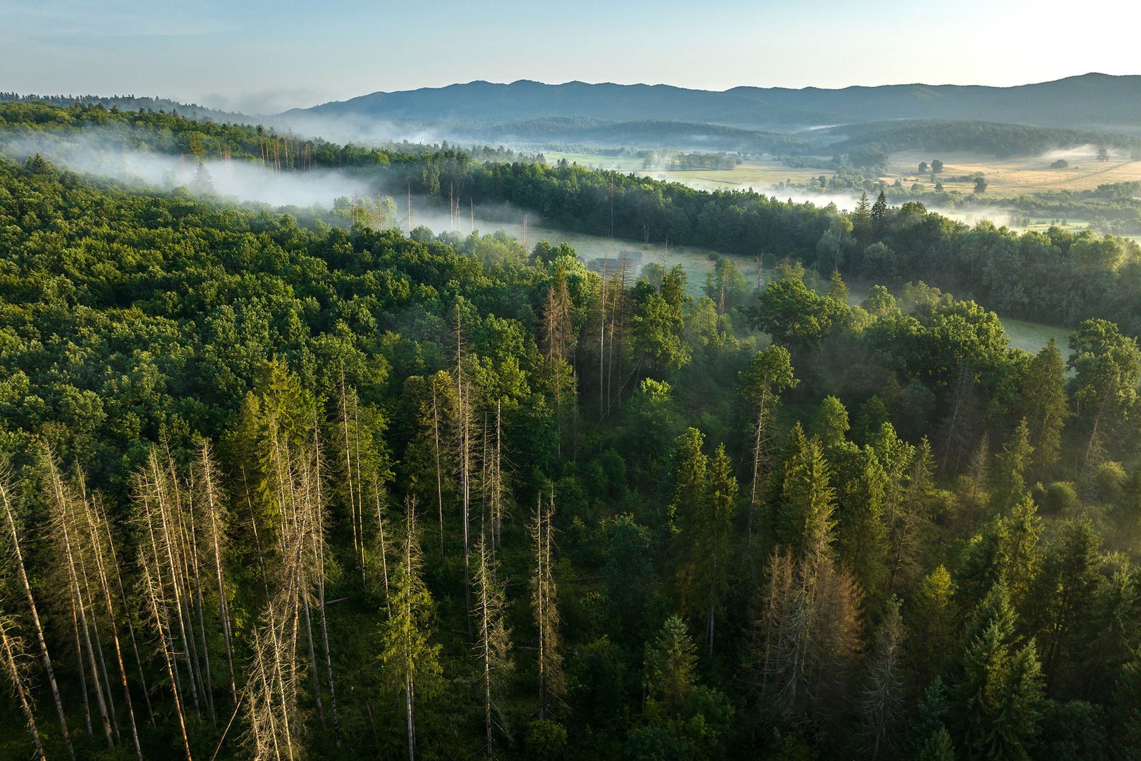 Coloana sonoră a naturii românești: piesa „Zimbru” se lansează la radio de Ziua Pământului