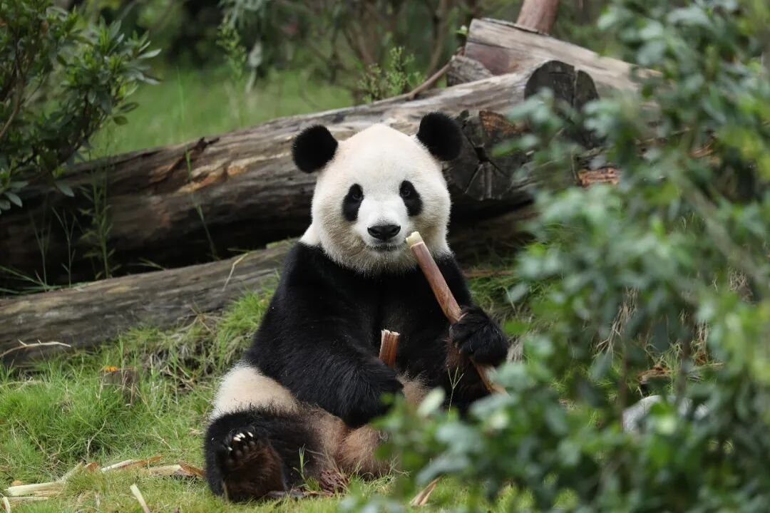 China și SUA vor demara încă o rundă de cooperare pentru protecția comună a urșilor panda