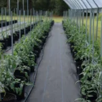ce-fertilizant-este-potrivit-pentru-rosii-in-perioada-de-legare-in-2026