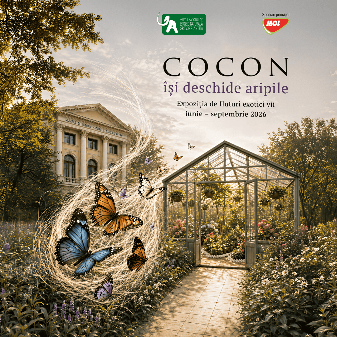 „COCON” își deschide aripile: expoziția de fluturi exotici vii se mută în sera Muzeului Antipa