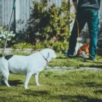caine-pexels-fotios-photos
