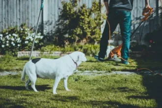 caine-pexels-fotios-photos