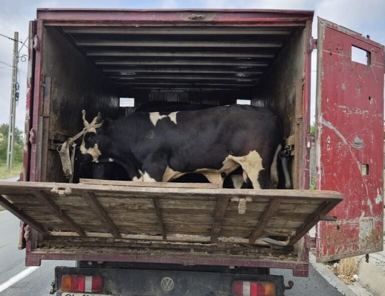 Peste 100 de specialiști ANSVSA, jandarmi și polițiști mobilizați în județul Tulcea: Două transporturi ilegale de animale au fost depistate în primele ore ale acțiunii de control pe drumurile publice