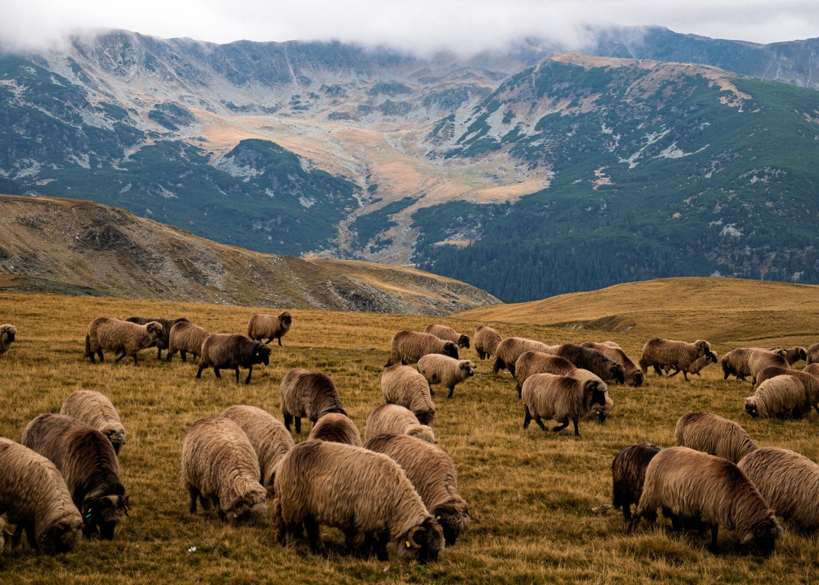 Consultare publică pentru Catalogul național al zonelor prioritare pentru biodiversitate