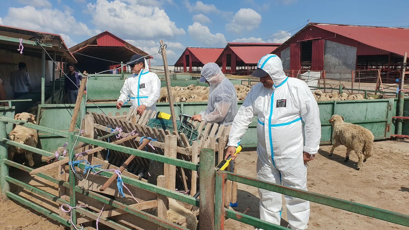 Plan masiv de intervenție în Tulcea: ANSVSA coordonează o operațiune majoră de eradicare a variolei ovine și caprine pentru protejarea sectorului zootehnic
