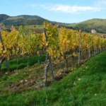 ce-materiale-sunt-necesare-pentru-o-plantatie-completa-de-vita-de-vie-de-la-zero-sapte-variante-recomandate-pentru-2026