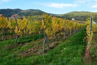ce-materiale-sunt-necesare-pentru-o-plantatie-completa-de-vita-de-vie-de-la-zero-sapte-variante-recomandate-pentru-2026