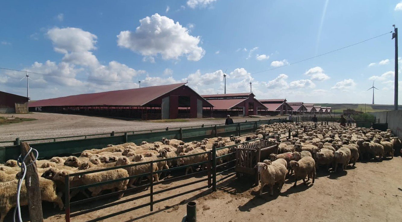 Mii de animale înregistrate diferit în evidențe față de situația constatată în teren, în urma controalelor ANSVSA din județul Tulcea 