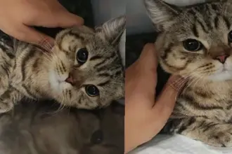 pisica-la-veterinar