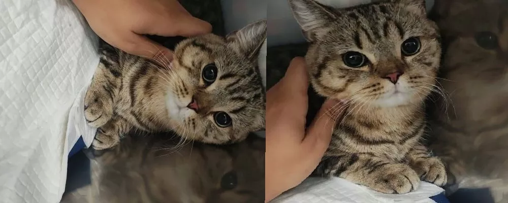 pisica-la-veterinar
